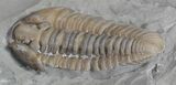 Double Flexicalymene Trilobite Plate from Ohio #61025-7